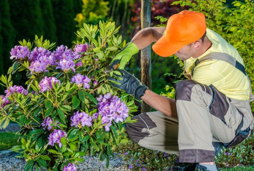 Tree surgeons Greenwich representing professional arboricultural services
