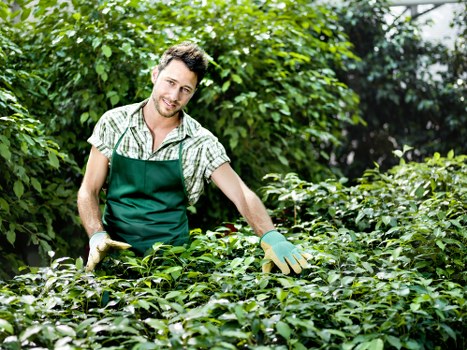 Commercial tree removal service in Greenwich near a business property and access route