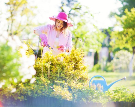 Commercial tree pruning service for a Greenwich property