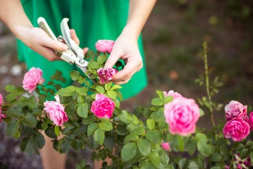 Professional tree inspection service for Greenwich homes and businesses