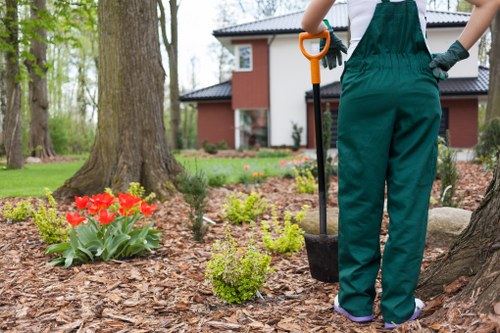 Professional tree surgery for a property with limited access in Greenwich
